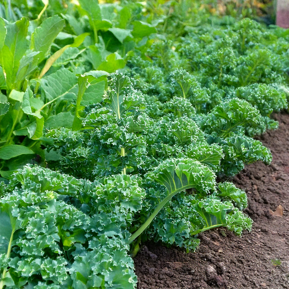 planting rapini seeds Rapini Vegetable Seeds | Non-GMO, Vacuum-Sealed