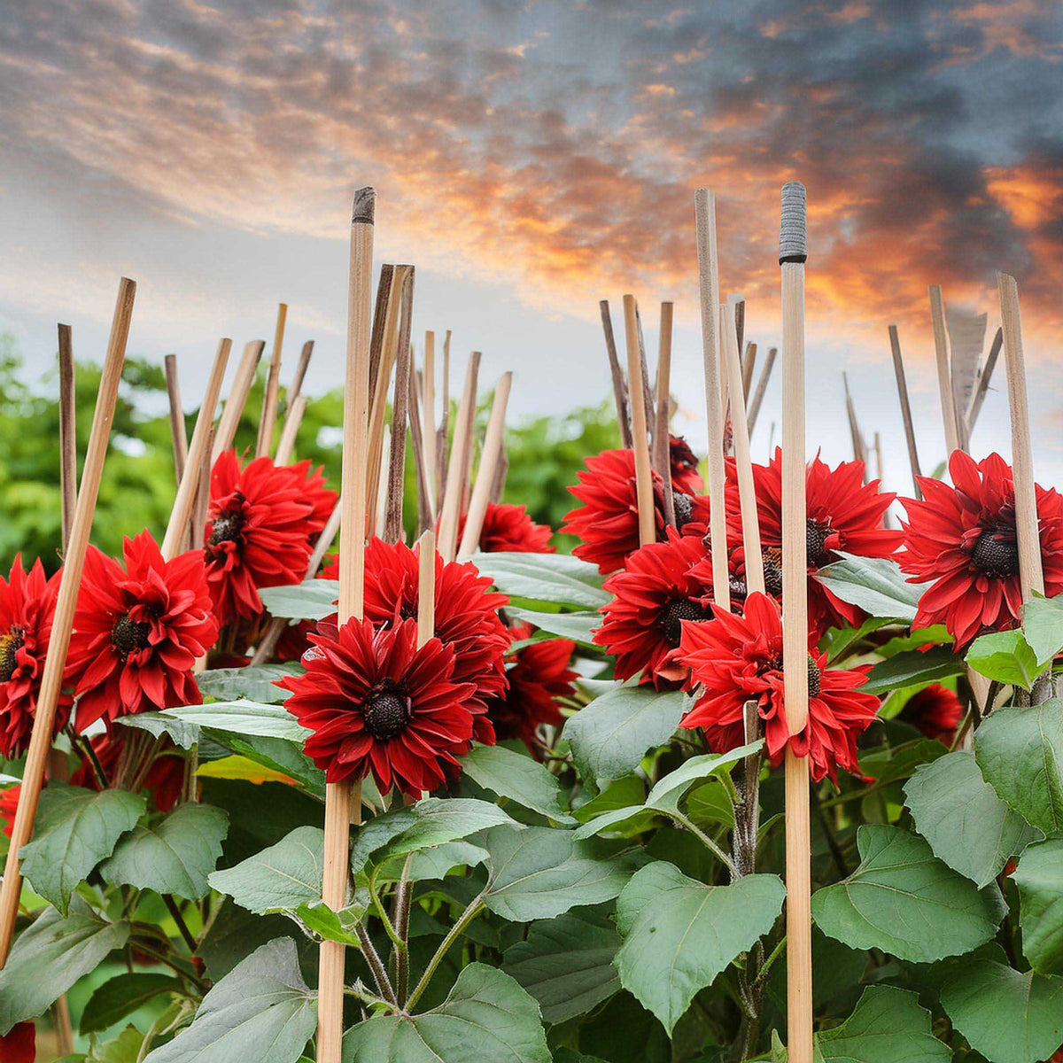 Red dahlia flowers with green leaves growing in a garden bed, supported by wooden stakes - Shido Seeds
