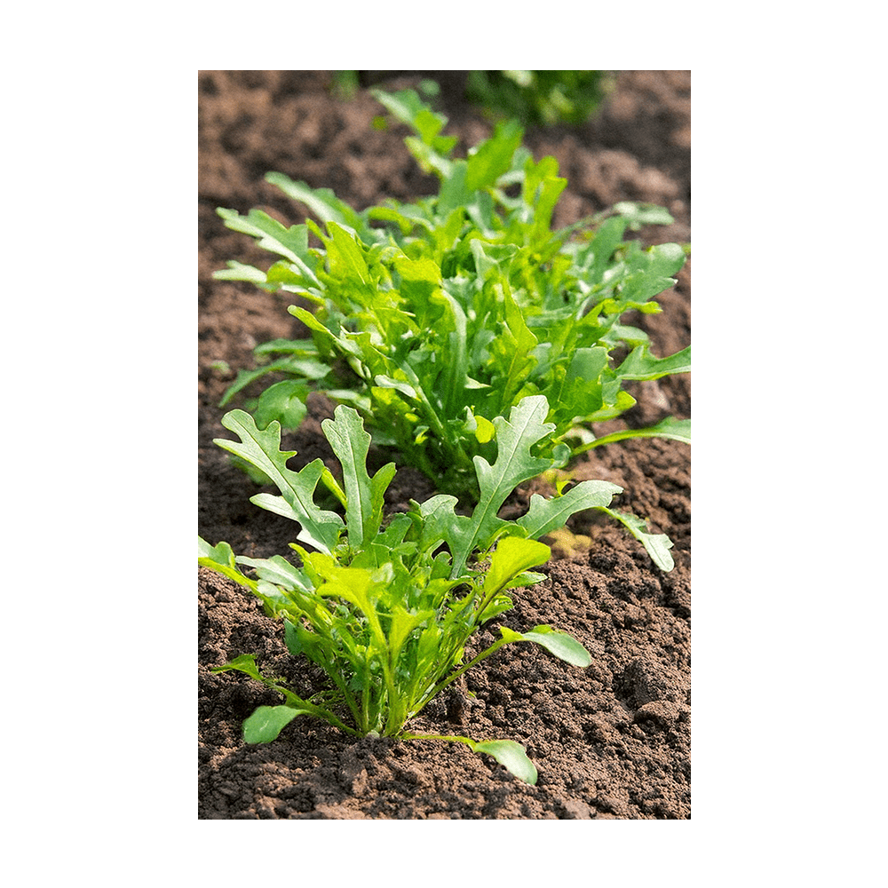 Arugula seeds vacuum-sealed - Shido Seeds by Chive