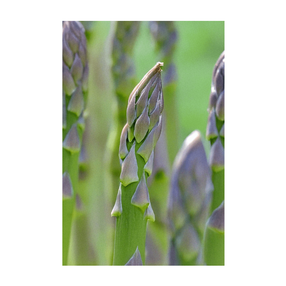 Asparagus Mary Washington established bed in full production