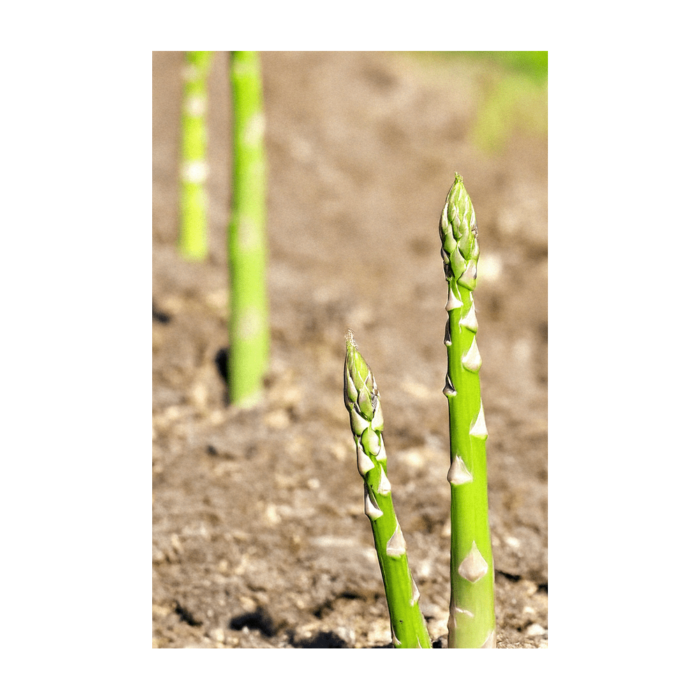 Asparagus Mary Washington seeds vacuum-sealed - Shido Seeds by Chive