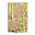 Asparagus Mary Washington Vegetable Seeds Packet - Chive Ceramics Studio - Seeds - Chive Ceramics Studio