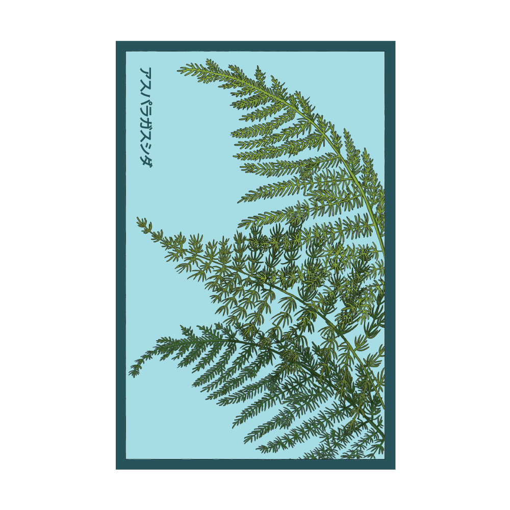 Asparagus Fern indoor seed packet - Shido Seeds non-GMO vacuum-sealed woodblock design
