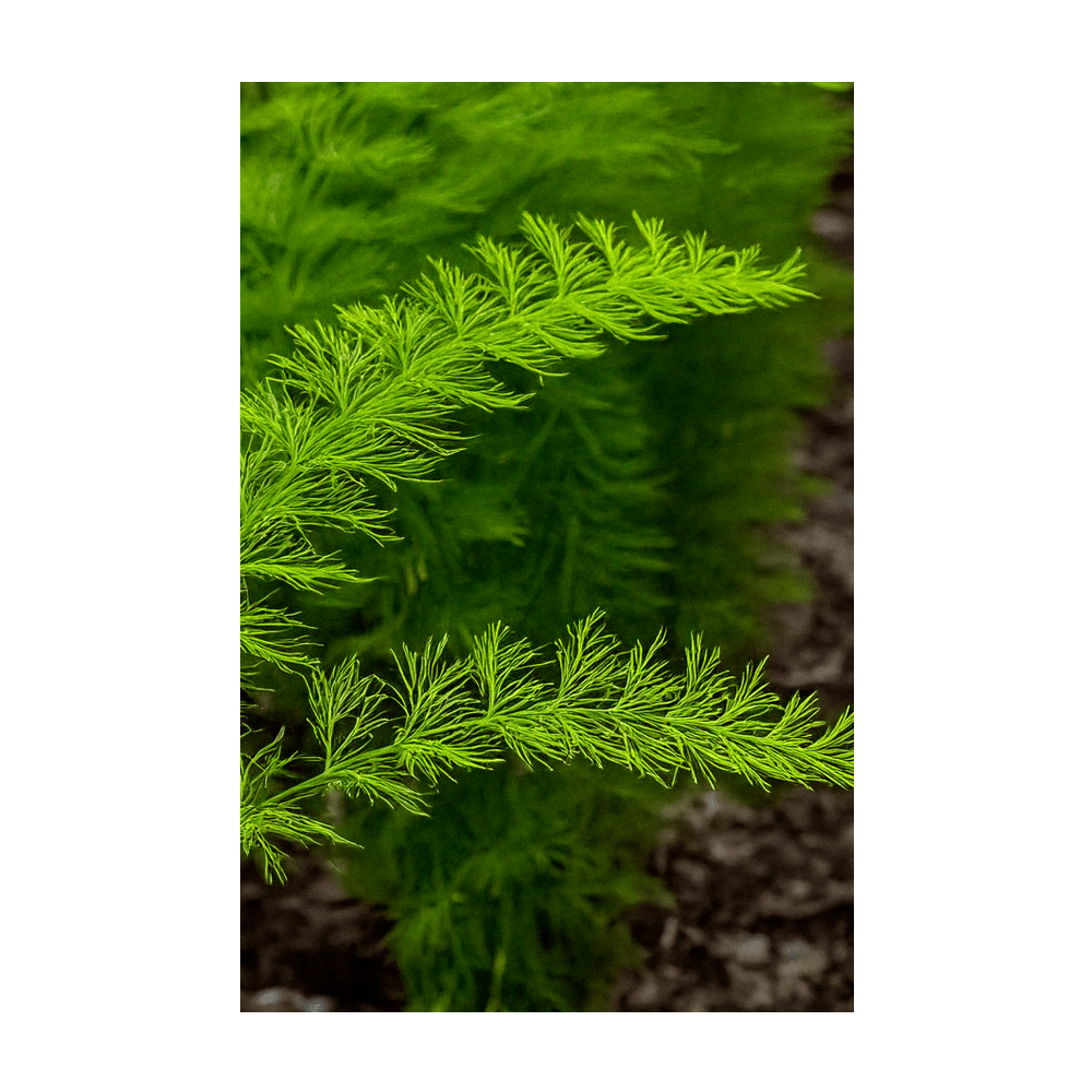 Asparagus Fern mature plant cascading from pot - Shido Seeds houseplant collection