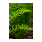 Asparagus Fern mature plant cascading from pot - Shido Seeds houseplant collection