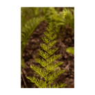 Asparagus Fern seeds germinating in warm indoor conditions