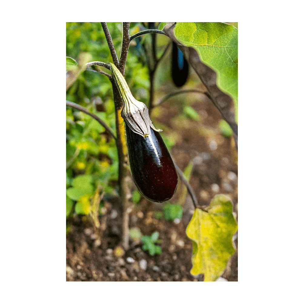 Aubergine Jewel Marble F1 small marbled colourful fruits on plant