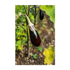 Aubergine Jewel Marble F1 Vegetable Seeds Packet - Chive Ceramics Studio - Seeds - Chive Ceramics Studio