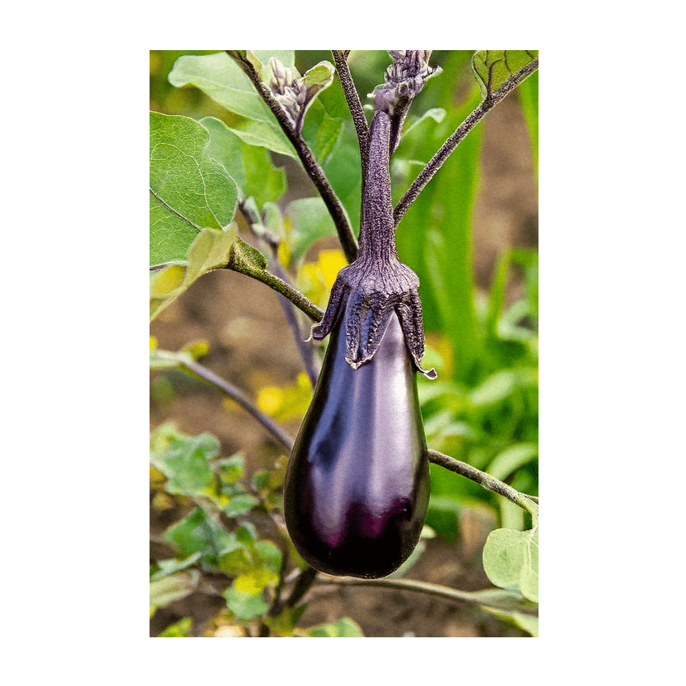 Aubergine Jewel Marble F1 Vegetable Seeds Packet - Chive Ceramics Studio - Seeds - Chive Ceramics Studio