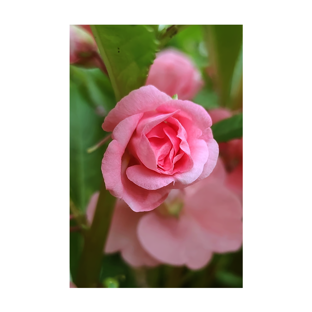 Pink Rose Balsam seeds vacuum-sealed - Shido Seeds by Chive