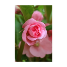 Pink Rose Balsam Flower Seeds Packet - Chive Ceramics Studio - Seeds - Chive Ceramics Studio