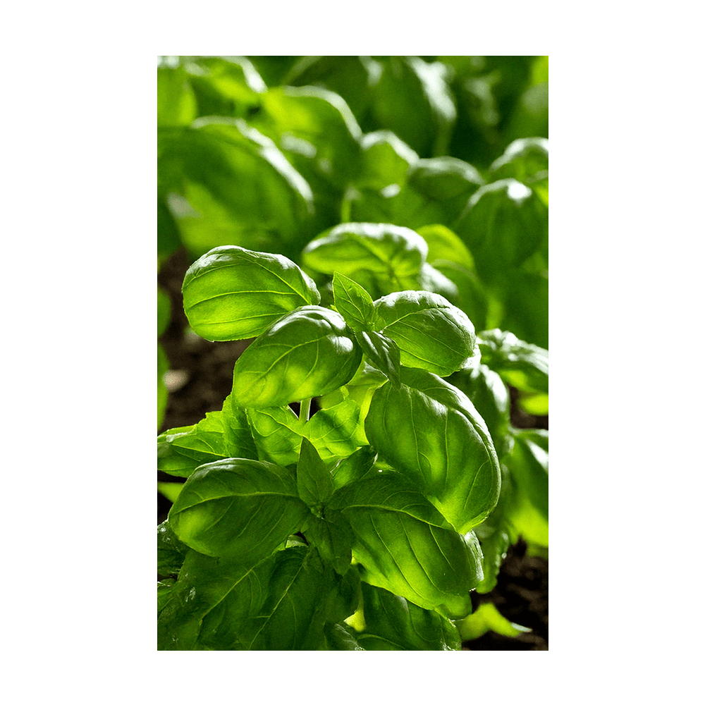 Basil seeds vacuum-sealed - Shido Seeds by Chive