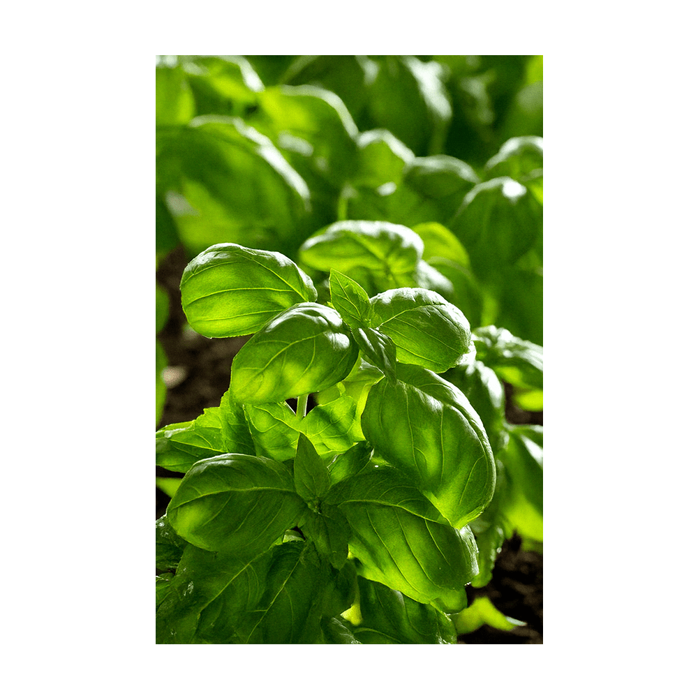 Basil Herb Seeds Packet - Chive Ceramics Studio - Seeds - Chive Ceramics Studio