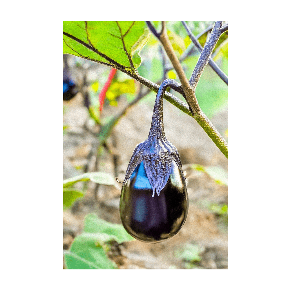Black Beauty Eggplant harvested at peak size and colour