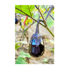 Black Beauty Eggplant Vegetable Seeds Packet - Chive Ceramics Studio - Seeds - Chive Ceramics Studio