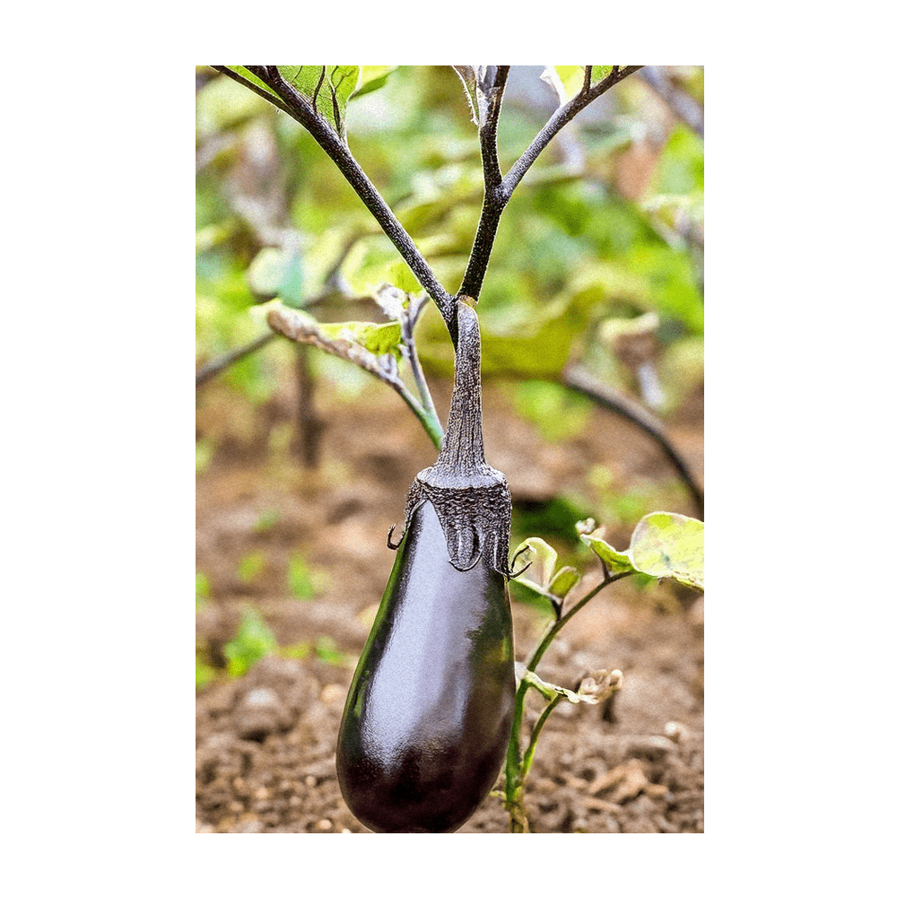 Black Beauty Eggplant seeds vacuum-sealed - Shido Seeds by Chive