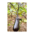 Black Beauty Eggplant Vegetable Seeds Packet - Chive Ceramics Studio - Seeds - Chive Ceramics Studio