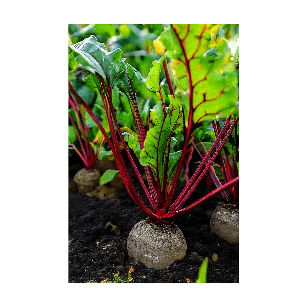 Beet seeds vacuum-sealed - Shido Seeds by Chive