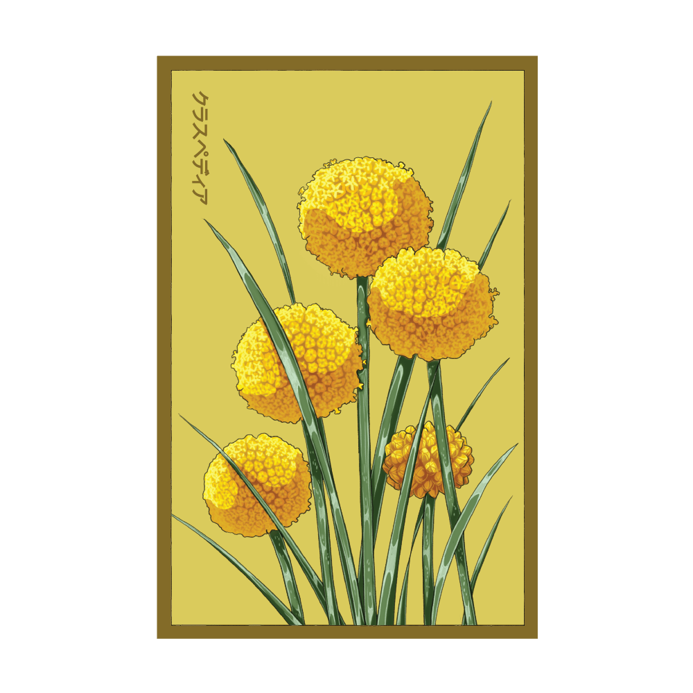 Billy Buttons seed packet - Shido Seeds non-GMO vacuum-sealed woodblock design