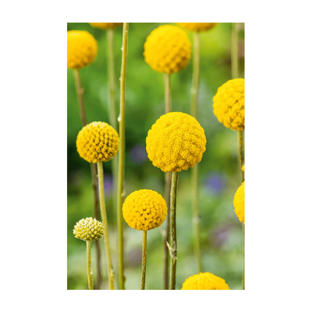 Billy Buttons golden pom-pom flowers on long stems - Craspedia