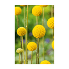 Billy Buttons Flower Seeds Packet - Chive Ceramics Studio - Seeds - Chive Ceramics Studio