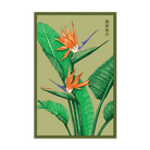Bird of Paradise Flower Seeds Packet - Chive Ceramics Studio - Seeds - Chive Ceramics Studio
