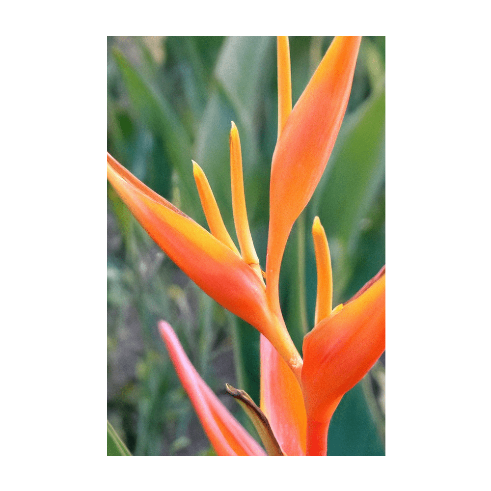 Bird of Paradise extraordinary orange blue flower in bloom