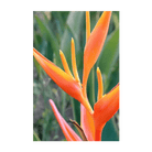 Bird of Paradise Flower Seeds Packet - Chive Ceramics Studio - Seeds - Chive Ceramics Studio