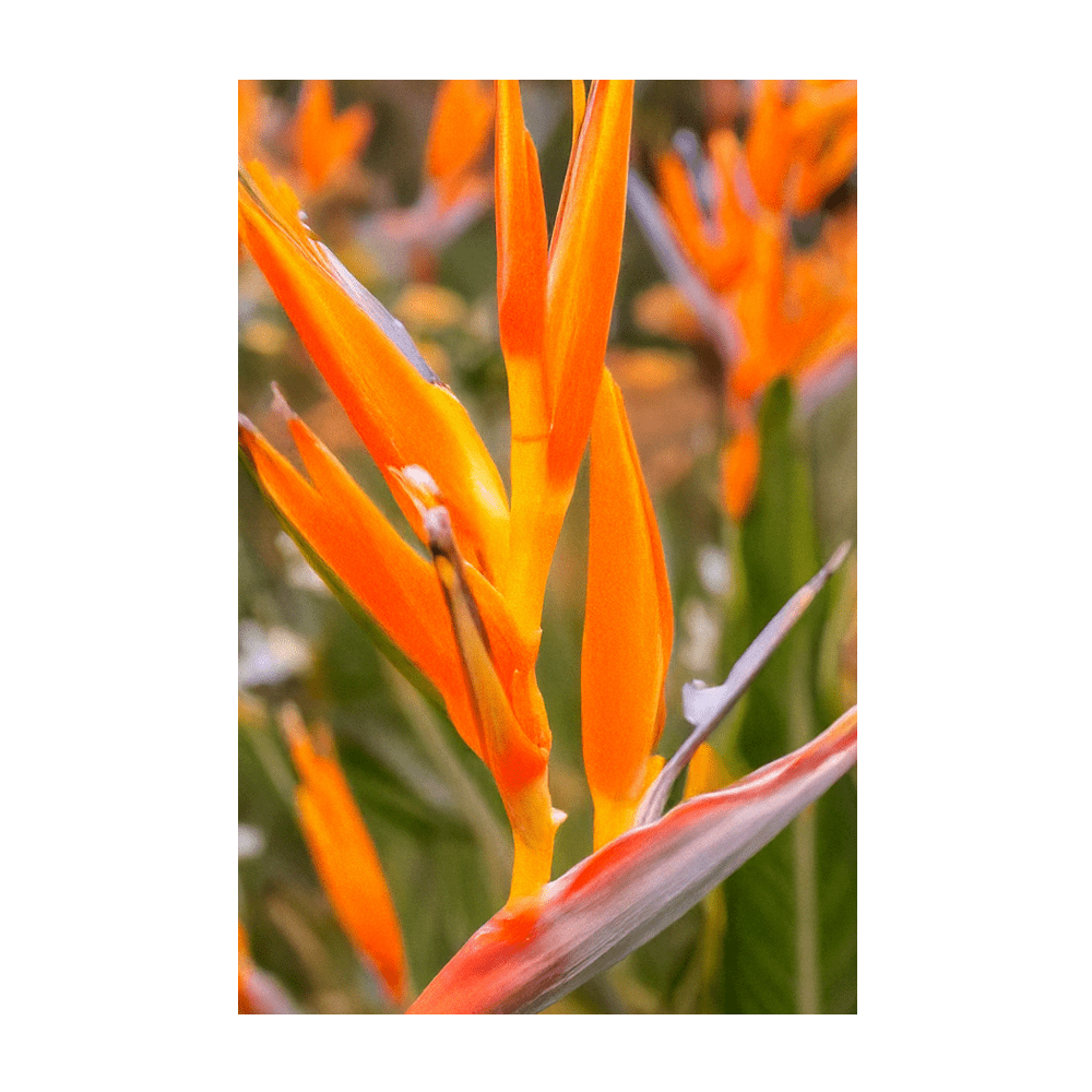 Bird of Paradise Flower Seeds Packet - Chive Ceramics Studio - Seeds - Chive Ceramics Studio