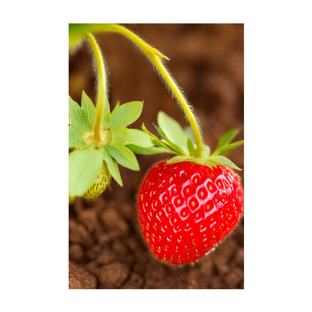 Basket Kisses Strawberry trailing plant with small red fruits in hanging basket