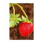 Basket Kisses Strawberry Seeds Packet - Chive Ceramics Studio - Seeds - Chive Ceramics Studio