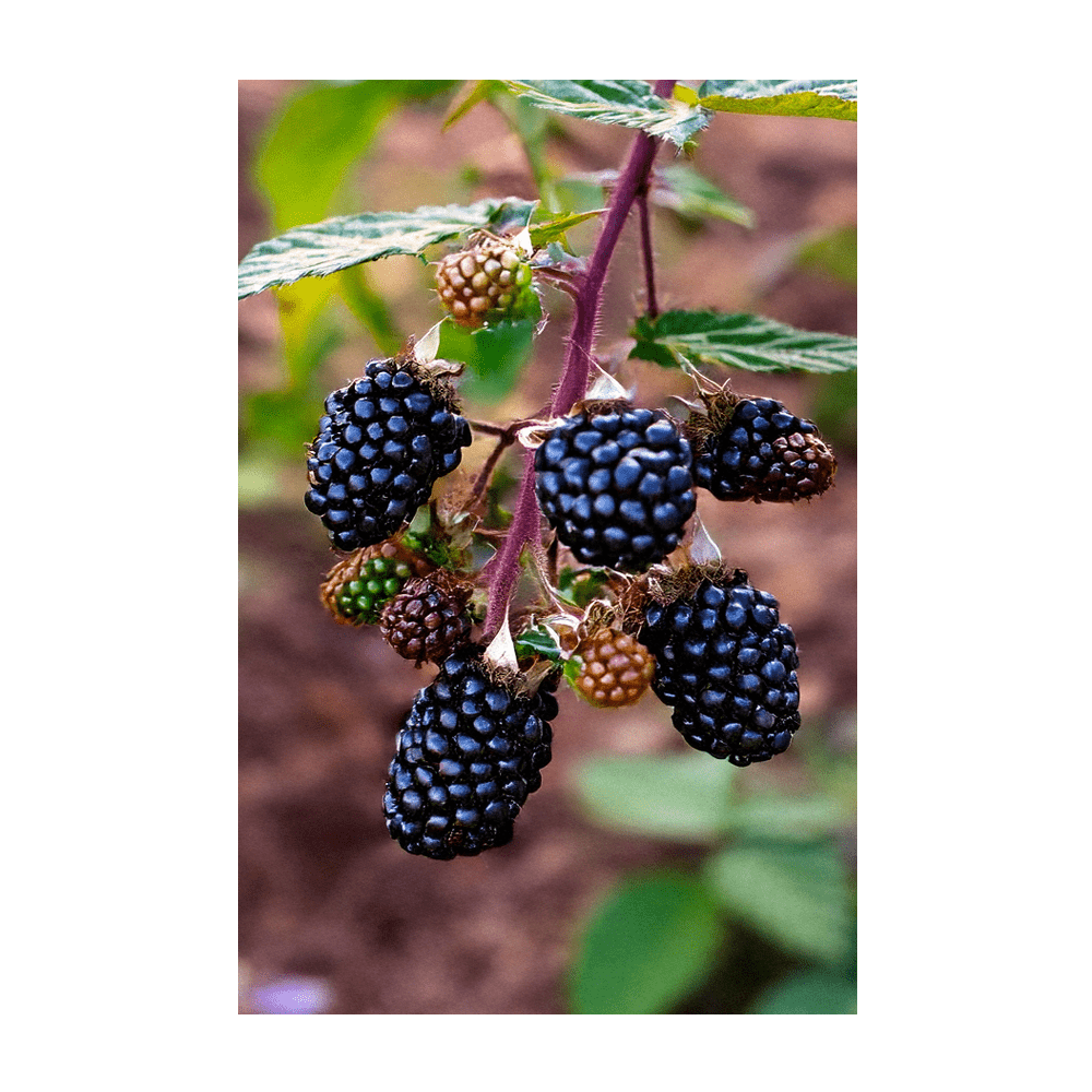 Blackberry plant flowering and fruiting on support structure