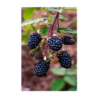 Blackberry Flower Seeds Packet - Chive Ceramics Studio - Seeds - Chive Ceramics Studio