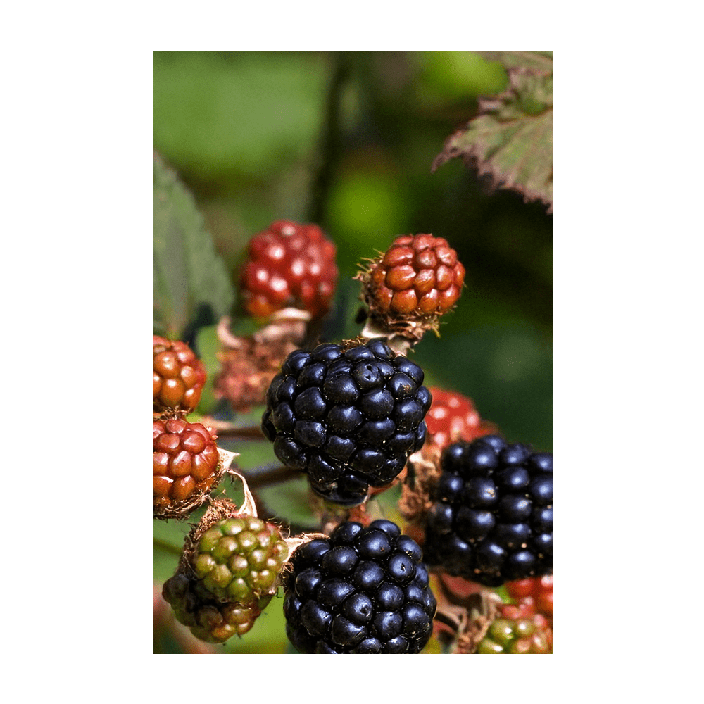 Blackberry seeds vacuum-sealed - Shido Seeds by Chive