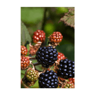 Blackberry Flower Seeds Packet - Chive Ceramics Studio - Seeds - Chive Ceramics Studio