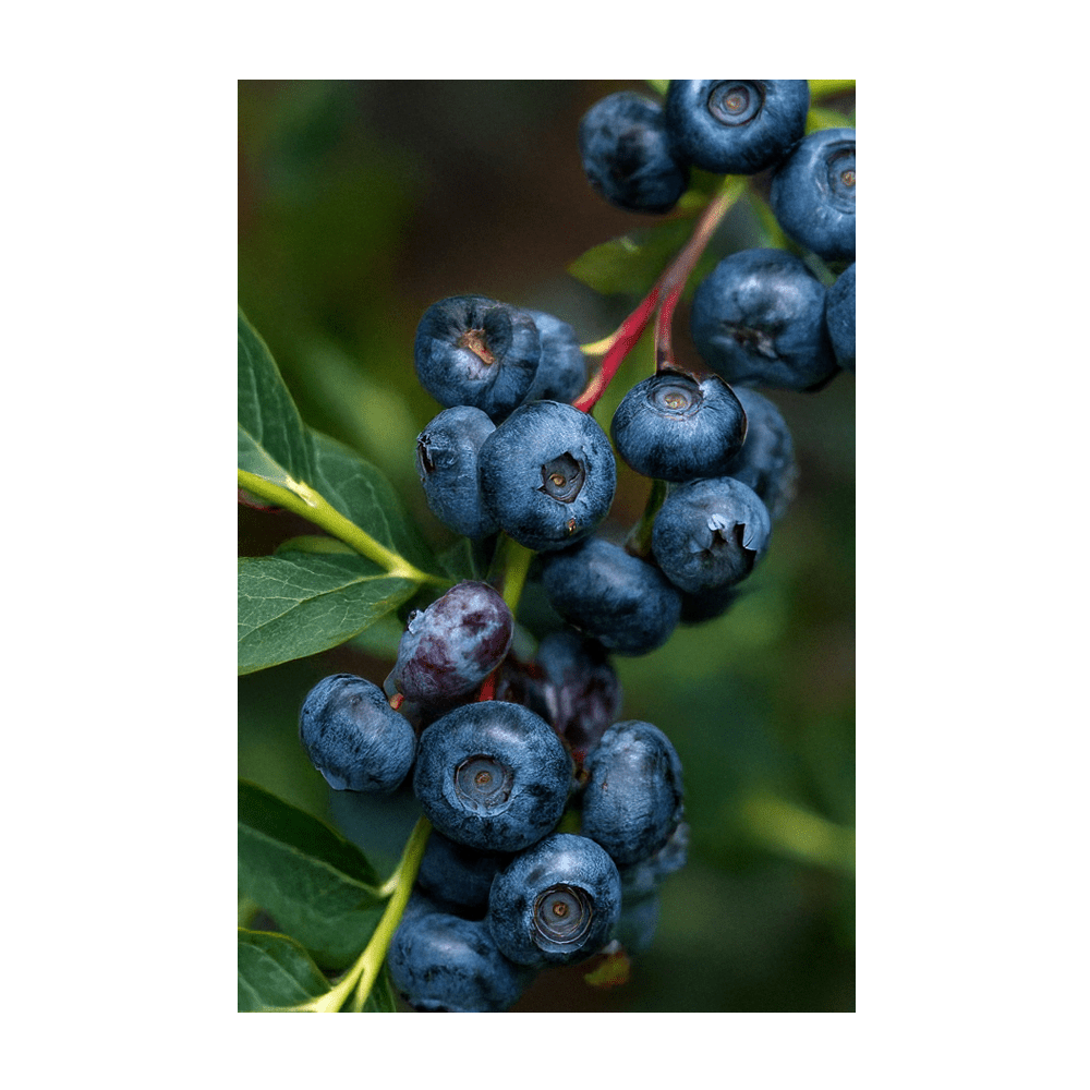 Blueberry bush with fruit in summer garden