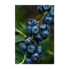 Blueberry Flower Seeds Packet - Chive Ceramics Studio - Seeds - Chive Ceramics Studio