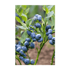 Blueberry Flower Seeds Packet - Chive Ceramics Studio - Seeds - Chive Ceramics Studio