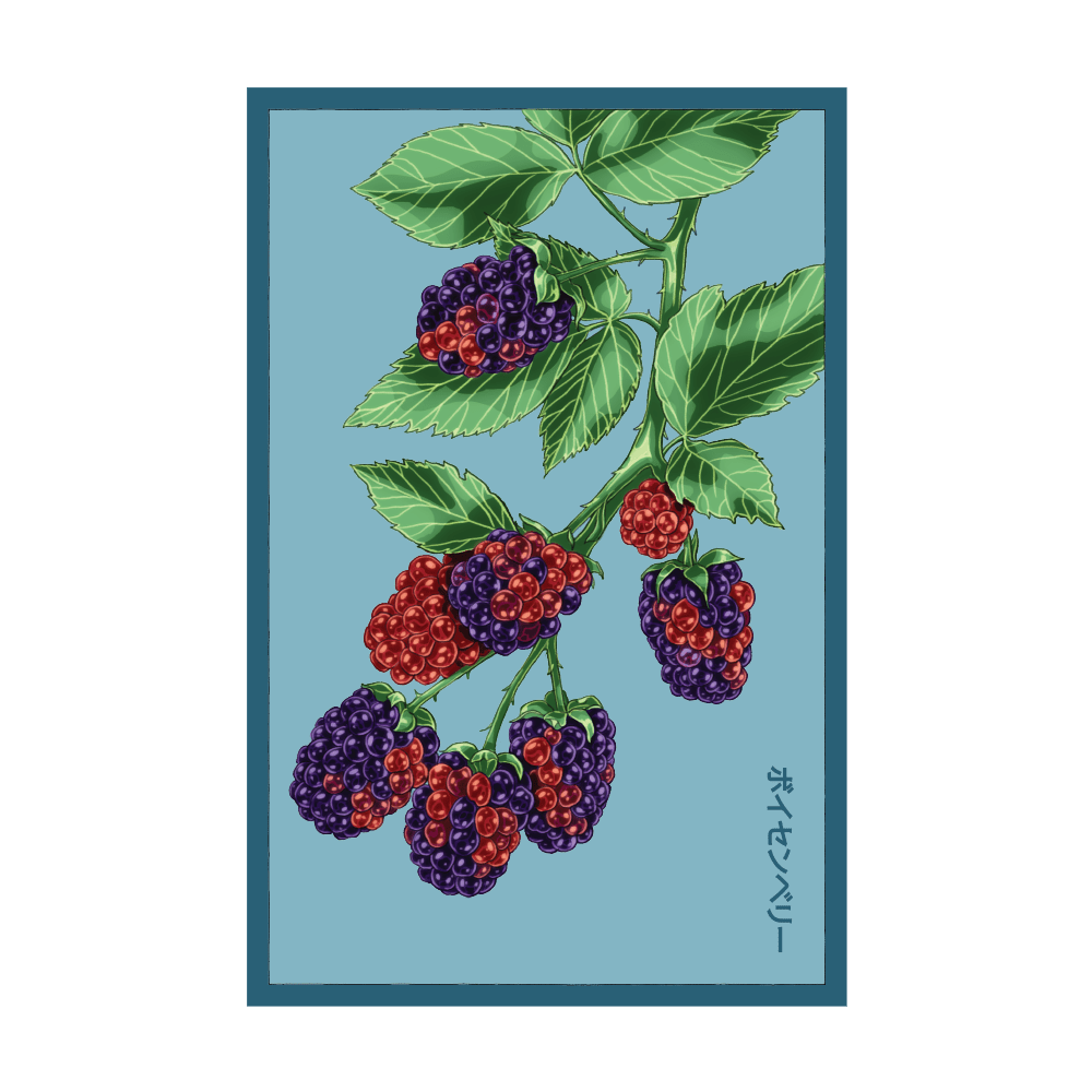 Boysenberry seed packet - Shido Seeds non-GMO vacuum-sealed woodblock design