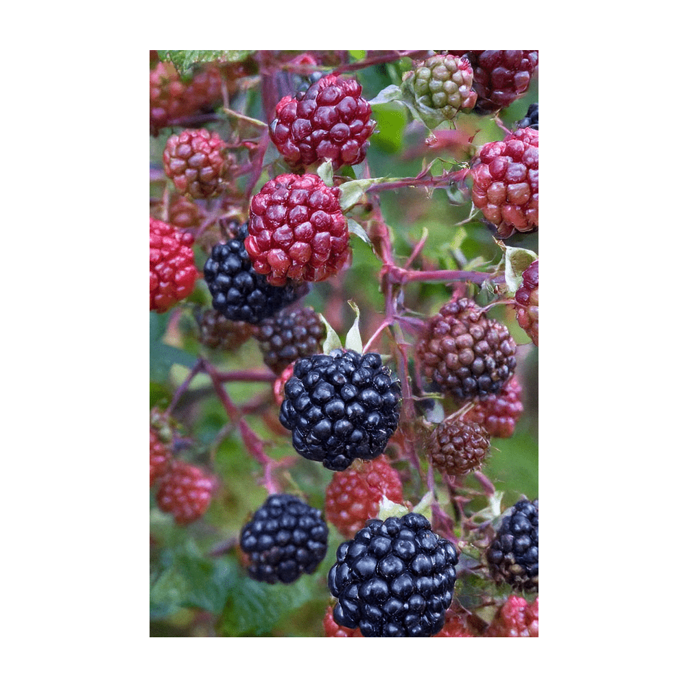 Boysenberry plant on supports in summer garden