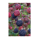 Boysenberry Flower Seeds Packet - Chive Ceramics Studio - Seeds - Chive Ceramics Studio