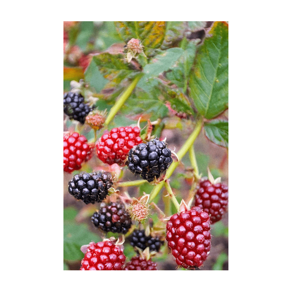 Boysenberry Flower Seeds Packet - Chive Ceramics Studio - Seeds - Chive Ceramics Studio