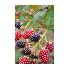 Boysenberry Flower Seeds Packet - Chive Ceramics Studio - Seeds - Chive Ceramics Studio