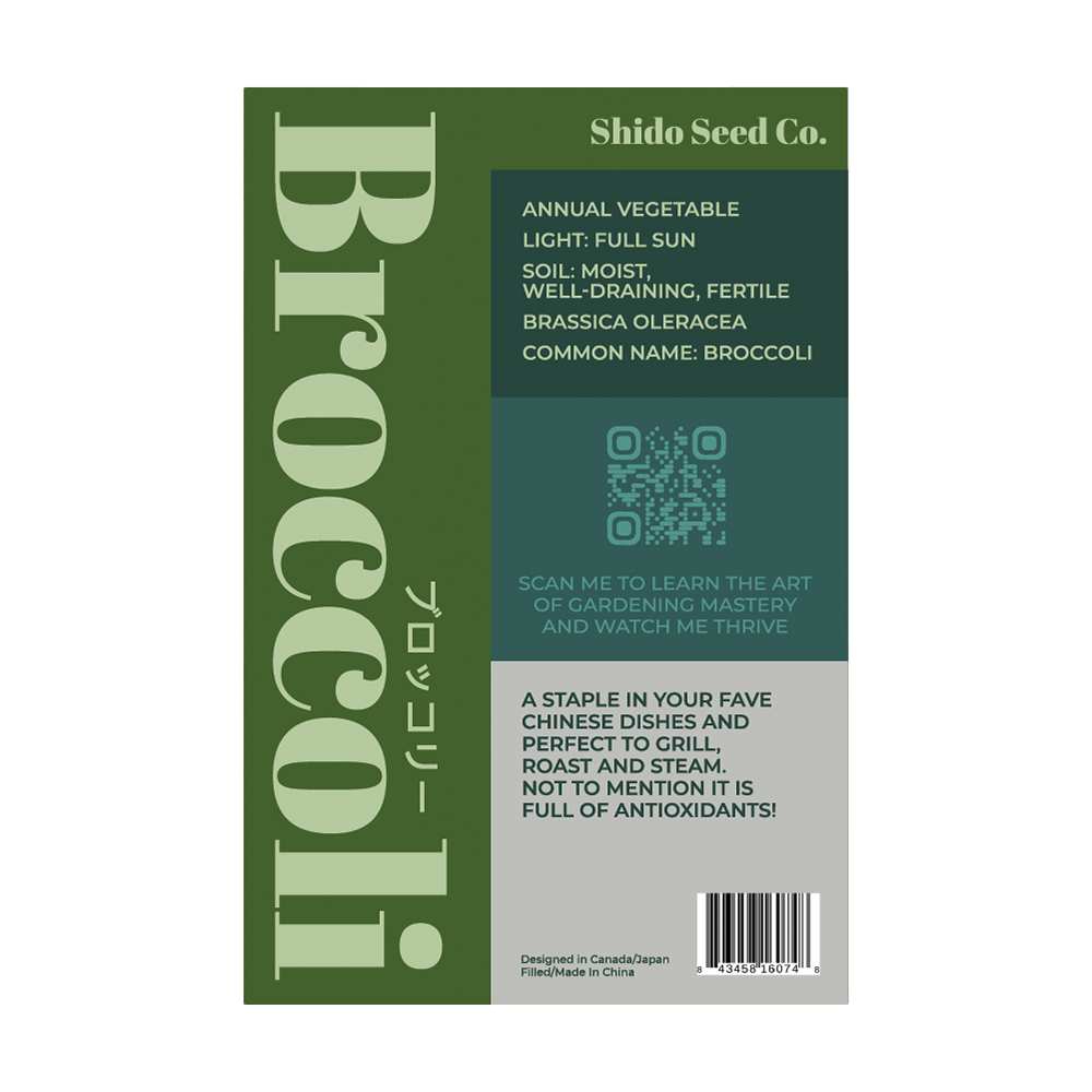 Broccoli dark green central head ready for harvest before flowering