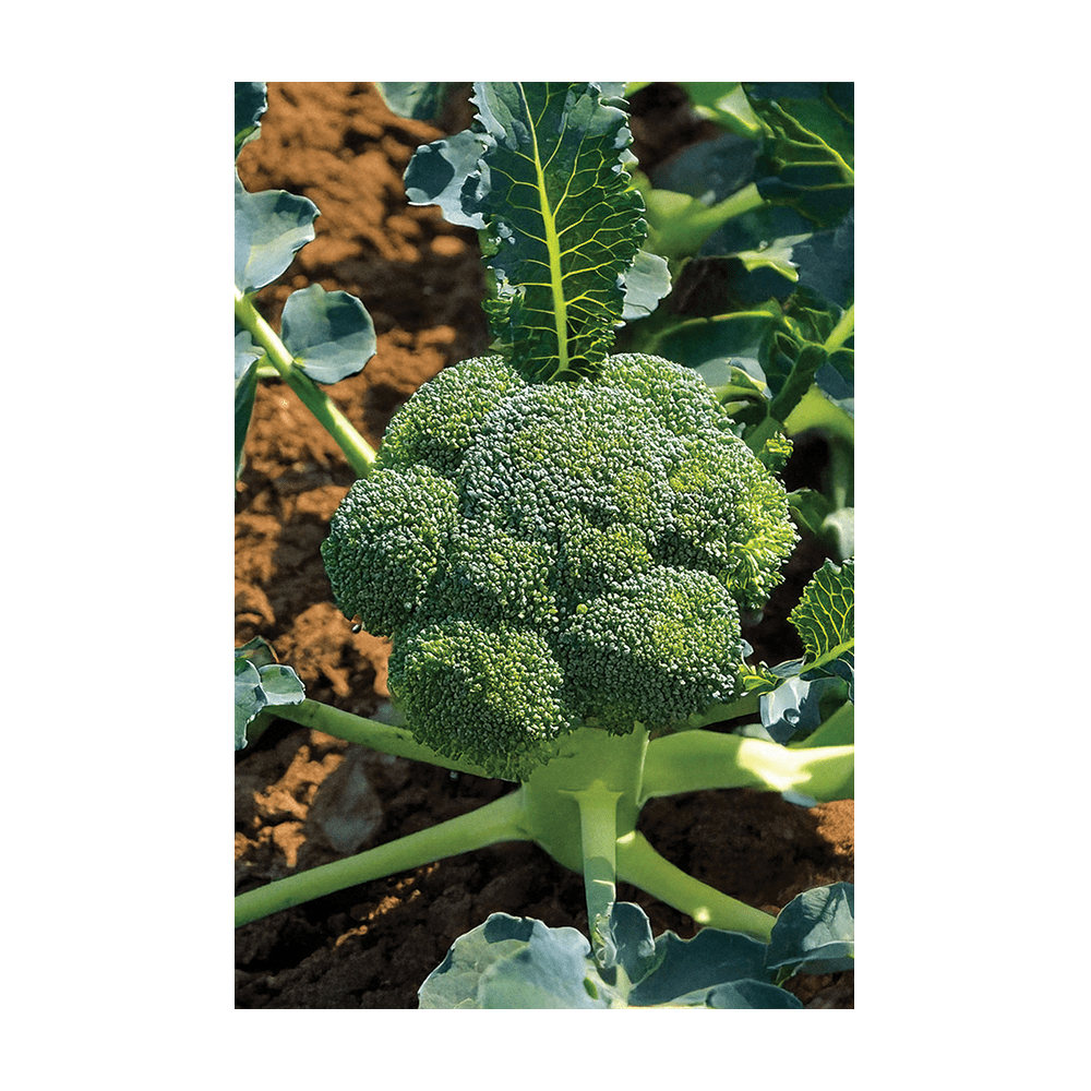 Broccoli seeds vacuum-sealed - Shido Seeds by Chive