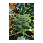 Broccoli Vegetable Seeds Packet - Chive Ceramics Studio - Seeds - Chive Ceramics Studio