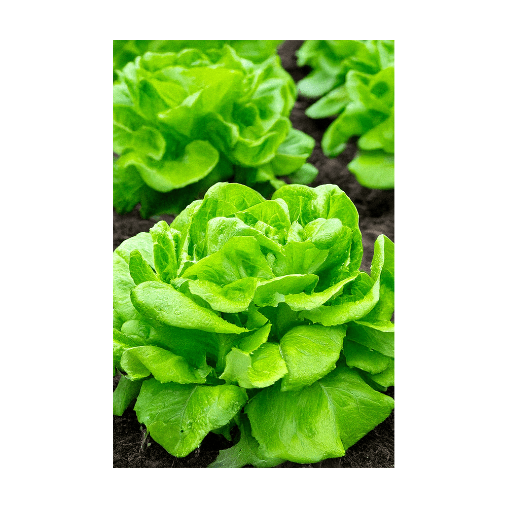 Butterhead Lettuce seeds vacuum-sealed - Shido Seeds by Chive