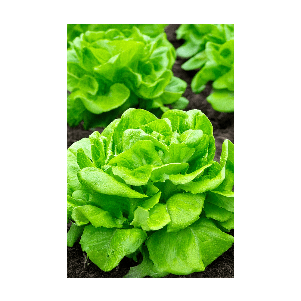 Butterhead Lettuce Vegetable Seeds Packet - Chive Ceramics Studio - Seeds - Chive Ceramics Studio