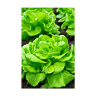 Butterhead Lettuce Vegetable Seeds Packet - Chive Ceramics Studio - Seeds - Chive Ceramics Studio