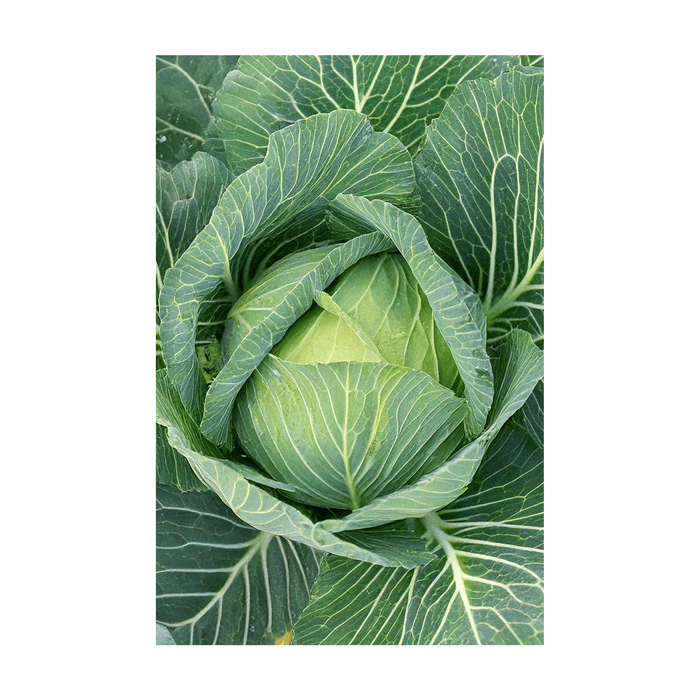 Cabbage seeds vacuum-sealed - Shido Seeds by Chive